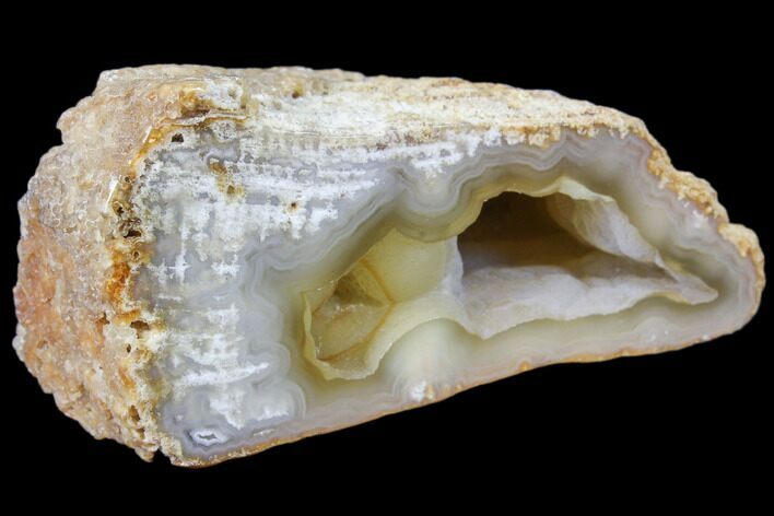 Agatized Fossil Coral Geode - Florida #82990